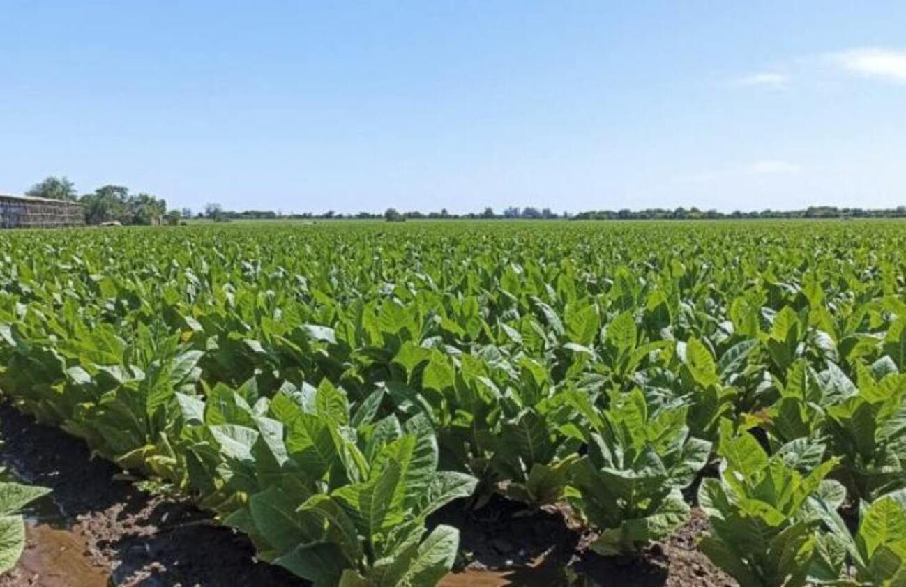 Pago de $213 millones a tabacaleros de Tucumán