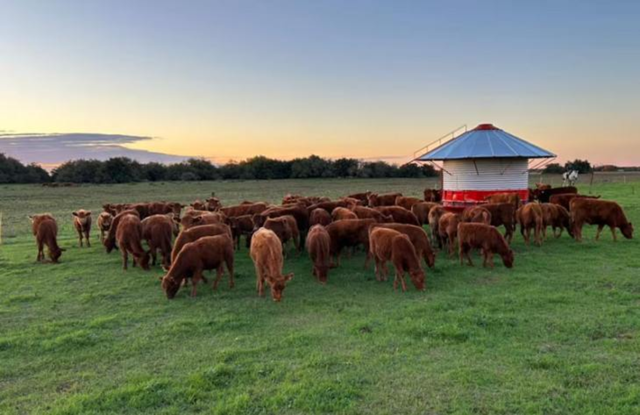 Sector Agropecuario: Lanzan el Incentivo para Medianas Inversiones